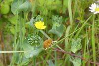 Blackstonia perfoliata