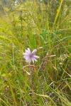 Lactuca perennis