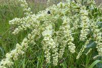 Beta trigyna
