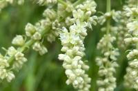 Beta trigyna