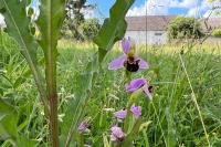 Ophrys apifera