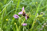Ophrys apifera