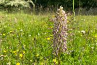 Himantoglossum hircinum