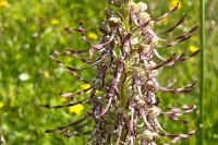 Himantoglossum hircinum