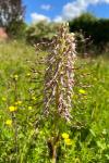 Himantoglossum hircinum