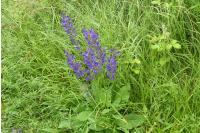 Salvia pratensis