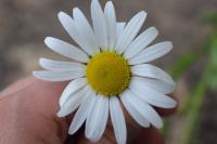 Leucanthemum vulgare