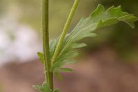 Leucanthemum vulgare