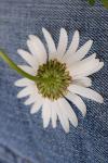 Leucanthemum vulgare