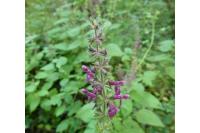 Stachys sylvatica