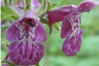 Stachys sylvatica