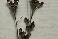 Juncus compressus