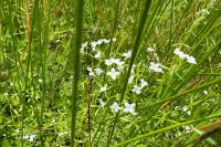 Galium palustre