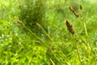 Carex otrubae