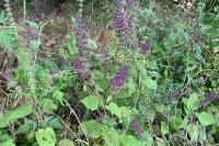 Stachys sylvatica