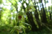 Epipactis muelleri