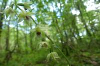 Epipactis muelleri