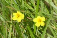 Helianthemum nummularium