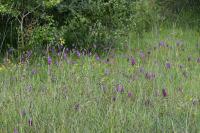 Anacamptis pyramidalis