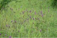 Anacamptis pyramidalis