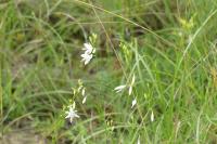 Anthericum ramosum