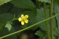 Geum urbanum