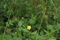 Geum urbanum