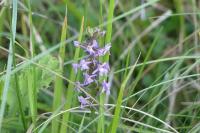Gymnadenia conopsea
