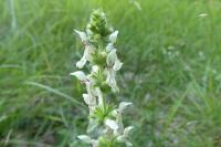 Stachys recta