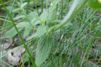 Stachys recta