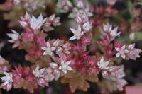 Sedum rubens