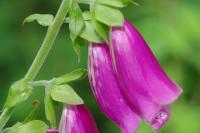 Digitalis purpurea
