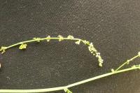 Rumex acetosa