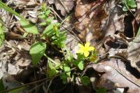 Hypericum humifusum