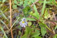 Euphrasia stricta