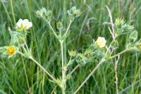 Potentilla recta
