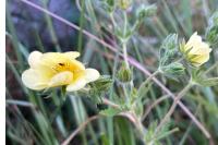 Potentilla recta