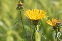 Inula salicina