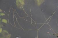 Potamogeton trichoides