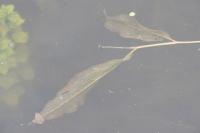 Potamogeton lucens