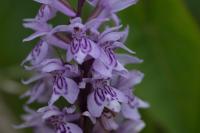 Dactylorhiza fuchsii