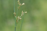 Juncus articulatus