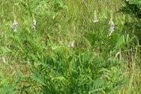 Galega officinalis