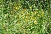 Hypericum pulchrum