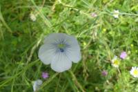 Linum usitatissimum