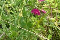 Lathyrus tuberosus