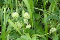 Trifolium ochroleucon