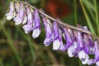 Vicia villosa