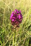 Anacamptis pyramidalis