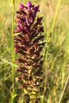 Anacamptis pyramidalis